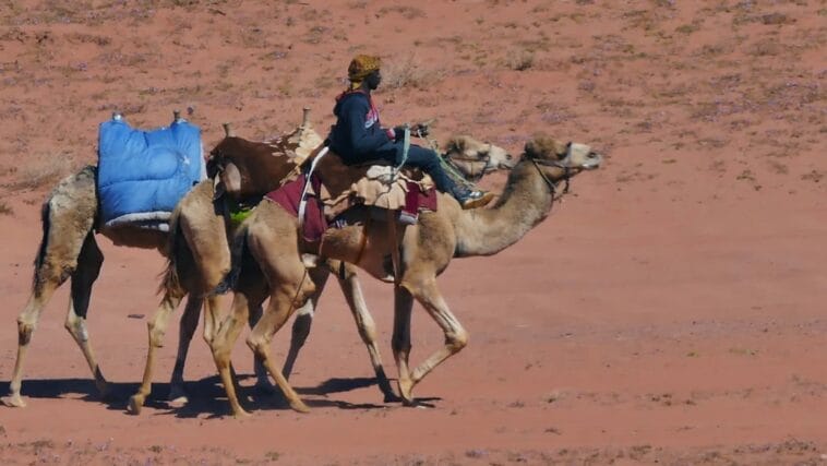 Photo Camel caravan