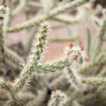 Photo Desert plants