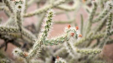 Photo Desert plants