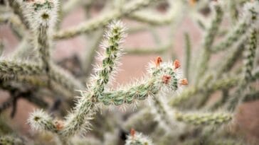 Photo Desert plants