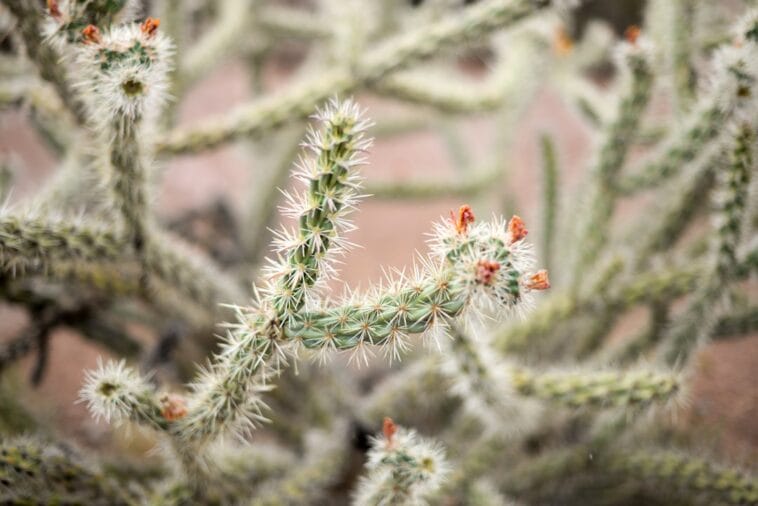 Photo Desert plants