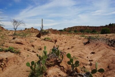 Photo Desert plants