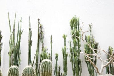 Photo Cactus garden