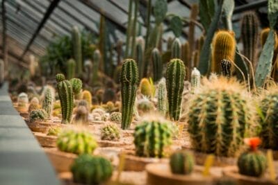 Photo Cactus garden