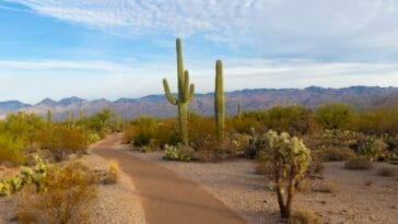 Photo Cactus landscape