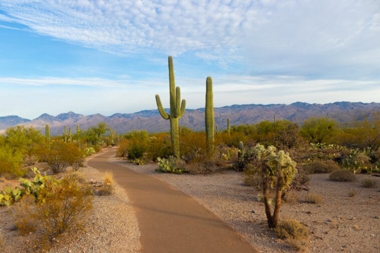 Photo Cactus landscape