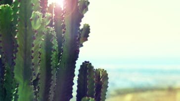 Photo Cactus Wren