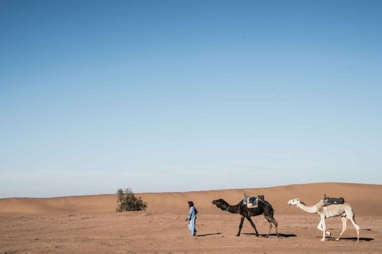 Photo Camel caravan