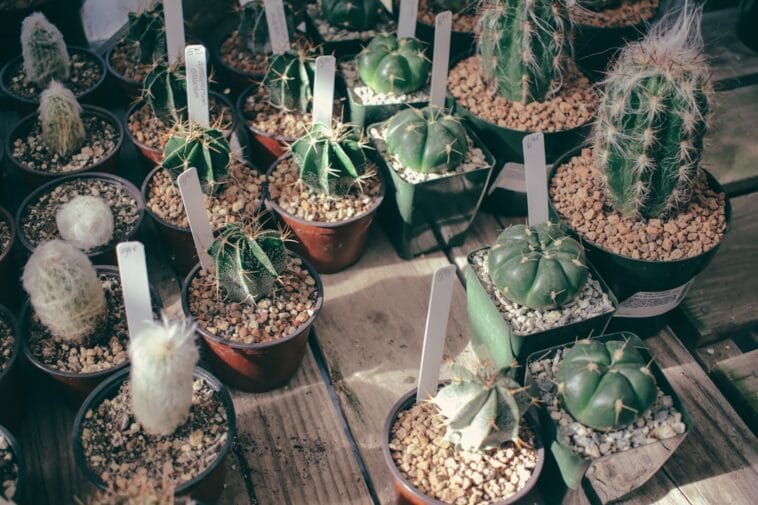 Photo Cactus garden