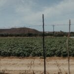 Photo Desert Farming