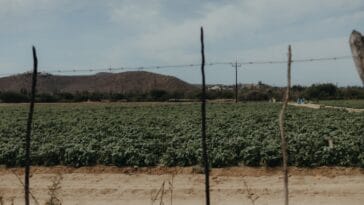 Photo Desert Farming