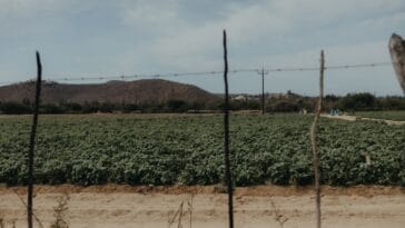 Photo Desert Farming