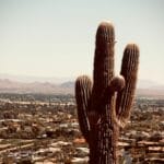 Photo Cactus landscape