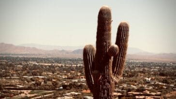 Photo Cactus landscape