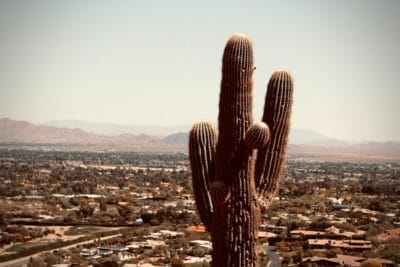 Photo Cactus landscape