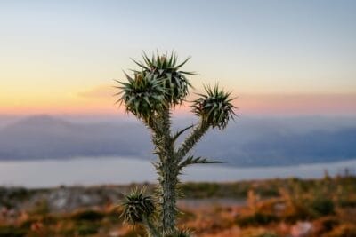 Photo Cactus landscape