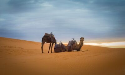 Photo Camel caravan