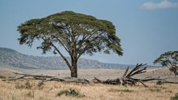 Photo African landscape