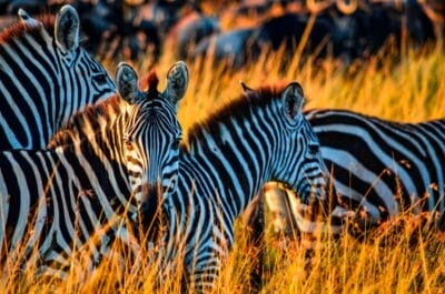 Photo African landscape