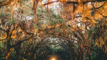 Photo Savannah sunset