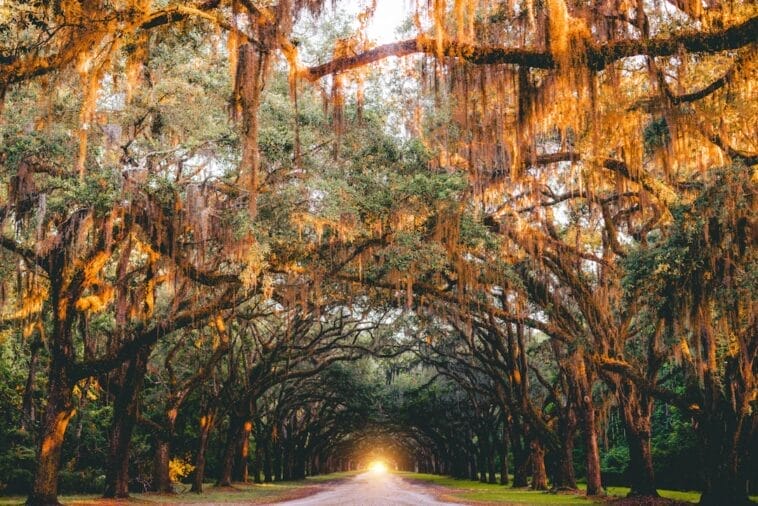 Photo Savannah sunset