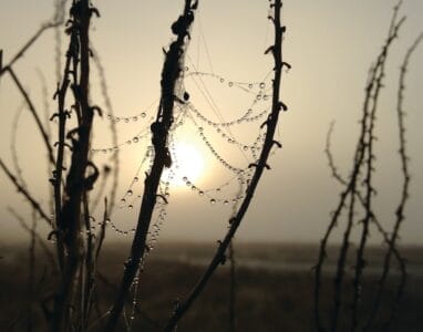 Photo Savannah sunset