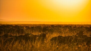 Photo Savannah landscape