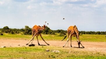 Photo Savannah landscape