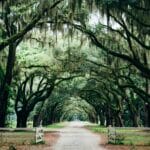 Photo Savannah landscape