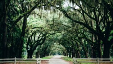 Photo Savannah landscape
