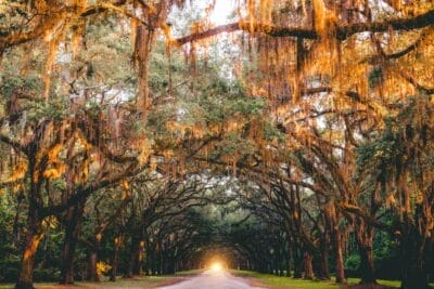 Photo Savannah landscape