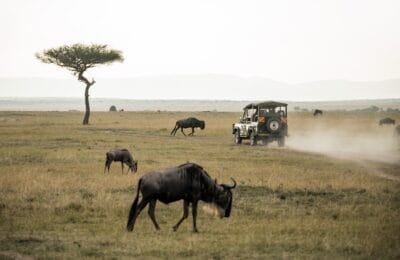 Photo Safari jeep