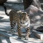 Photo Safari animals