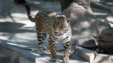 Photo Safari animals