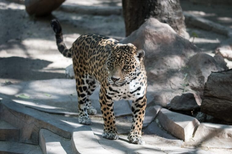 Photo Safari animals