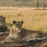 Photo Safari animals