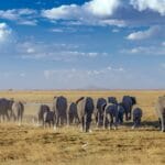 Photo Elephant herd