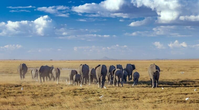 Photo Elephant herd
