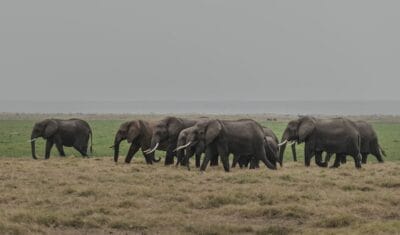 Photo Elephant herd