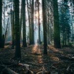 Photo Image: Forest Habitat Nouns: Wildlife, Conservation, Projects, Forest, Habitat