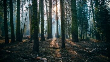 Photo Image: Forest Habitat Nouns: Wildlife, Conservation, Projects, Forest, Habitat