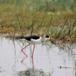 Photo Image: Wildlife Sanctuary