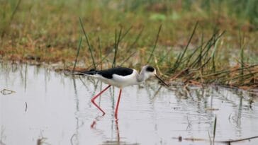 Photo Image: Wildlife Sanctuary