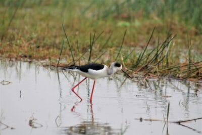 Photo Image: Wildlife Sanctuary