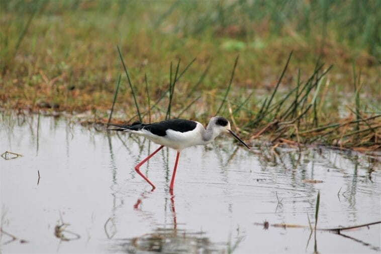 Photo Image: Wildlife Sanctuary