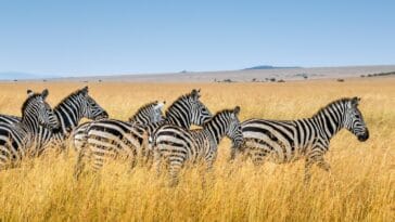 Photo Safari animals