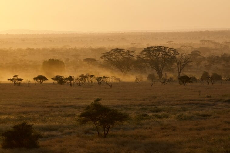 Photo Savannah landscape