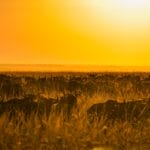 Photo Savannah landscape