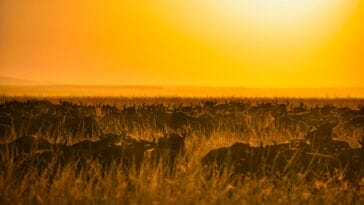 Photo Savannah landscape