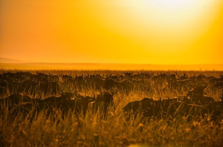 Photo Savannah landscape